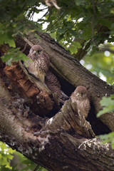 Kestrel fledglings sitting by the nest