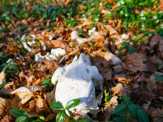autumn leaves on the ground