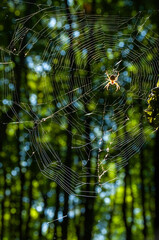 A spider hanging from a web on a sunny day in the forest