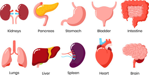 Set of Internal Human Organ Vector Icon