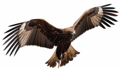 Obraz premium Capturing the Graceful Flight of the Pariah Kite: A Stunning Image on a White Background