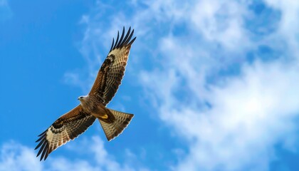 Obraz premium Graceful Black Kite Soaring Through the Blue Sky