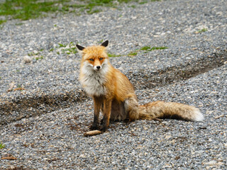 A curious red fox is sitting on a gravel road on a cloudy day.