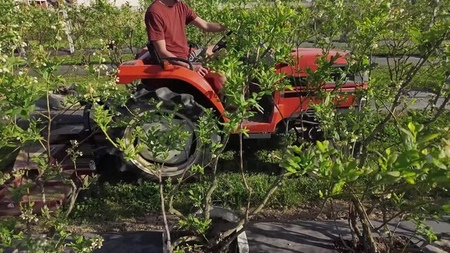 Farmer using bush hog on a tractor to cut weeds in a blueberries plant plantation.	
