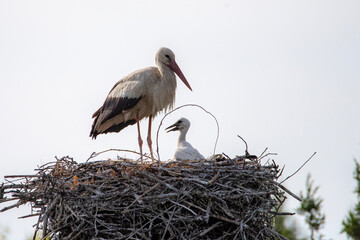 Natural life images of storks returning to the same nest every year with their babies.