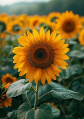 Fototapeta premium Vibrant sunflowers in a field, representing summer and happiness.