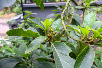 Avocado Tree Buds Ready to Bloom