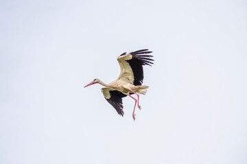 Natural life images of storks returning to the same nest every year with their babies.