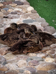 patos bebés durmiendo juntos