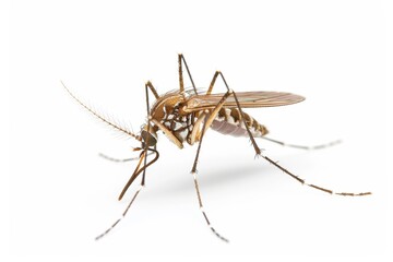mosquito isolated on white
