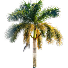 Fototapeta premium Tropical Isolated Palm Tree on White Background - Exotic Plant