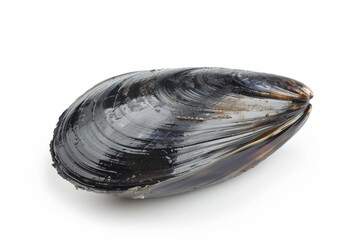 mussel isolated on white