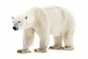 Polar bear on a white background. Wild animal. An endangered species. Rare animal.