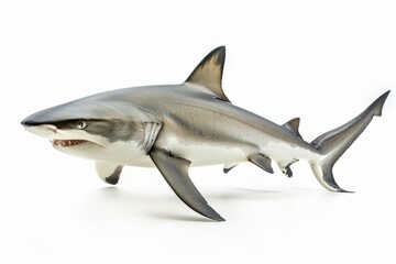 Fototapeta premium Shark on white background isolated. Sea predator. Deadly imminent danger.