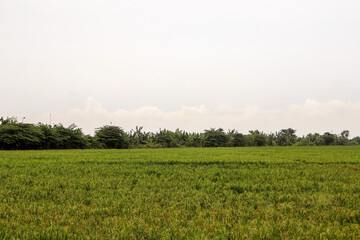 Fototapeta premium Rice Paddy Fields in Southeast Asia's, Karawang, Indonesia, Tropical Climate