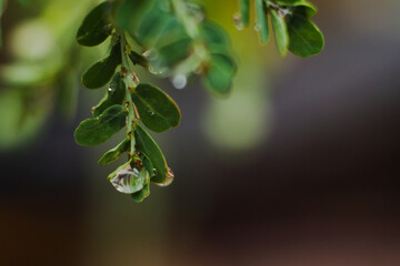 Water dew on leaves isolated on blurred abstract background