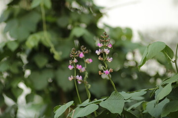 Bean flowers and green leaves