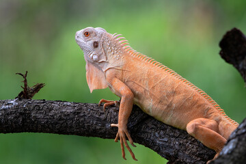 Close up of a red iguana on a tree branch