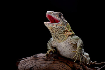 Spiny tailed iguana hanging on a tree