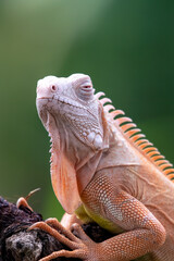 Close up of a red iguana on a tree branch