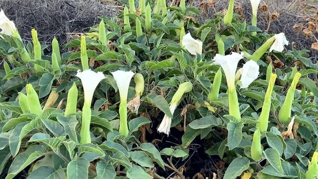 Datura flowers (Moonflower,Datura wrightii,Devil's Trumpet,Angel Trumpet,Thorn-apple) growing wild in Tenerife,Canary Islands,Spain.
