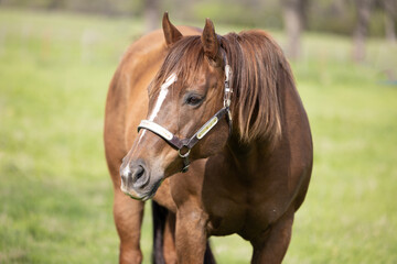 horse headshot portrait quarter horse in silver show halter Sorrel chestnut brown
