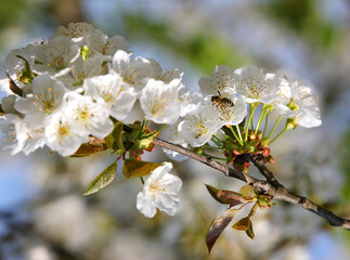 cherry blossoms in full bloom during the month of April, with a bee collecting nectar from the flower