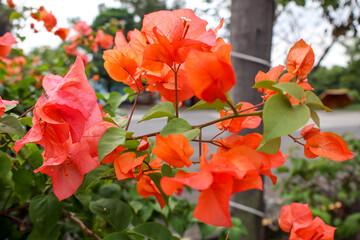 Bougainvillea Tree  in Full Bloom with Soft Red Bougainvillea Flowers, in Souteast Asia, Indonesia, Purwakarta