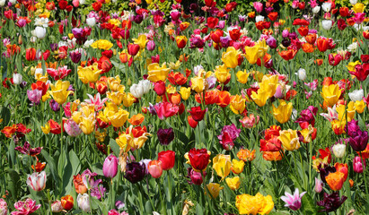 blooming flowerbed with a multitude of colorful tulips in spring