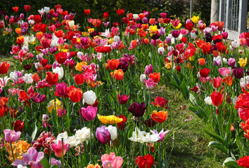 blooming tulips in spring in the garden