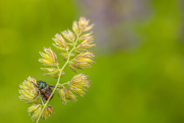 Macro photo of a colorful beetle sitting on a grass stem with a bright green blurred background.