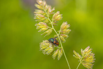 Macro photo of a colorful beetle sitting on a grass stem with a bright green blurred background.