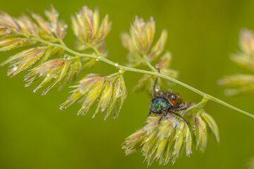 Macro photo of a colorful beetle sitting on a grass stem with a bright green blurred background.