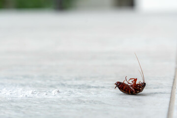 Dead cockroach upside down on the floor. Pest control concept