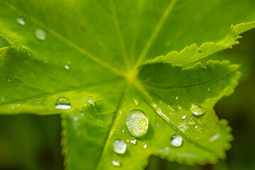 Close-up of a vibrant green leaf with glistening dew drops, highlighting the natural beauty and freshness of the foliage. Copy space.