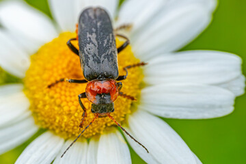 A detailed close-up of a beetle with a red head and black body perched on a white daisy with a yellow center against a green background. 