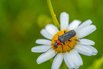 Obraz premium A detailed close-up of a beetle with a red head and black body perched on a white daisy with a yellow center against a green background. 