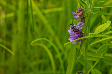 Close-up of a bee pollinating purple wildflowers against a lush green background, capturing the intricate details of the bee and flower. The image highlights the beauty of nature and pollination. 
