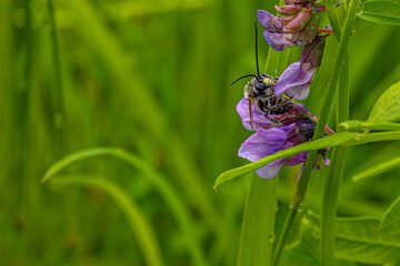 Close-up of a bee pollinating purple wildflowers against a lush green background, capturing the intricate details of the bee and flower. The image highlights the beauty of nature and pollination. 