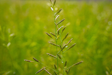 Close-up of a delicate grass flower with purple buds on a blurred green meadow background.