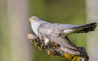 Common cuckoo - in spring at a wet forest