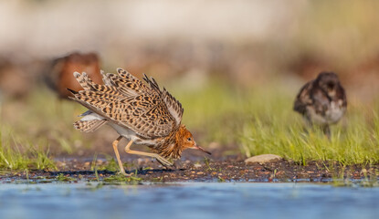 Ruff - male bird at a wetland on the mating season in spring