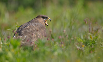 Common Buzzard in spring at a wet forest