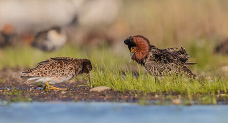  The ruff - pair at wetland on a mating season in spring