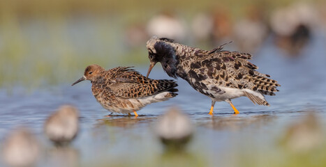  The ruff - pair at wetland on a mating season in spring