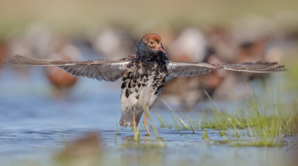 Ruff - male bird at a wetland on the mating season in spring