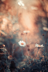 Stokrotka, białe kwiaty, letni, kolorowy ogród, rabata z kwiatami, rozmyte tło, zbliżenie makro, dekoracja ogrodu © anettastar