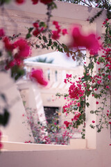 Egzotyczne czerwone i różowe kwiaty Bugenwilla, letni, kolorowy egzotyczny ogród, tropikalne pnącze z kwiatami, rozmyte tło, zbliżenie makro, dekoracja ogrodu © anettastar