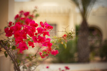 Egzotyczne czerwone i różowe kwiaty Bugenwilla, letni, kolorowy egzotyczny ogród, tropikalne pnącze z kwiatami, rozmyte tło, zbliżenie makro, dekoracja ogrodu © anettastar