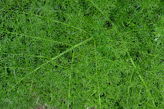 Background of aromatic plant of Ferula Comnunis or fennel close up